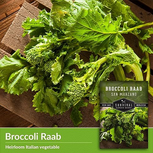 San Marzano Raab Broccoli Rabe Seeds for Planting (1 Pack) - Image 3