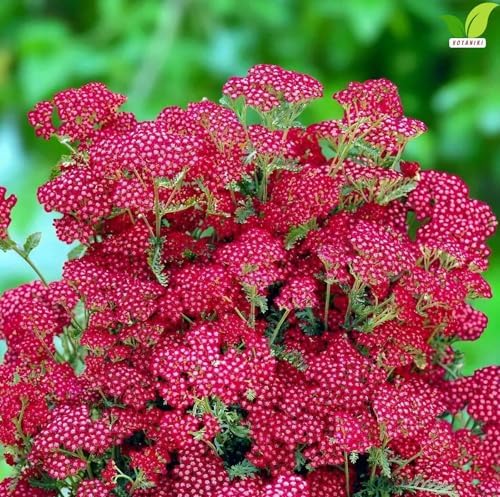 Votaniki Achillea Summerwine Yarrow Bare Root Perennial Wine Red Flowers Summer Blooming Drought Tolerant Plant for Garden Borders Cut Flower Outdoor Growing (Pack of 25) - Image 4