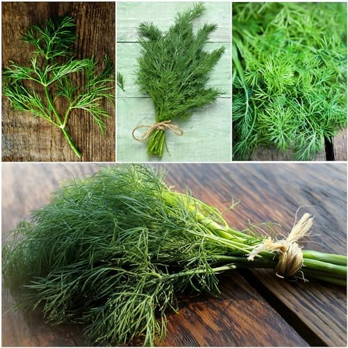 Seed Needs Bouquet Dill Seeds to Plant an Herb Garden - 1 Pack - Image 3