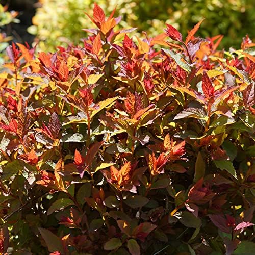 Proven Winners Double Play Doozie Spirea, Live Flowering Shrub, 3 Gallon - Image 5