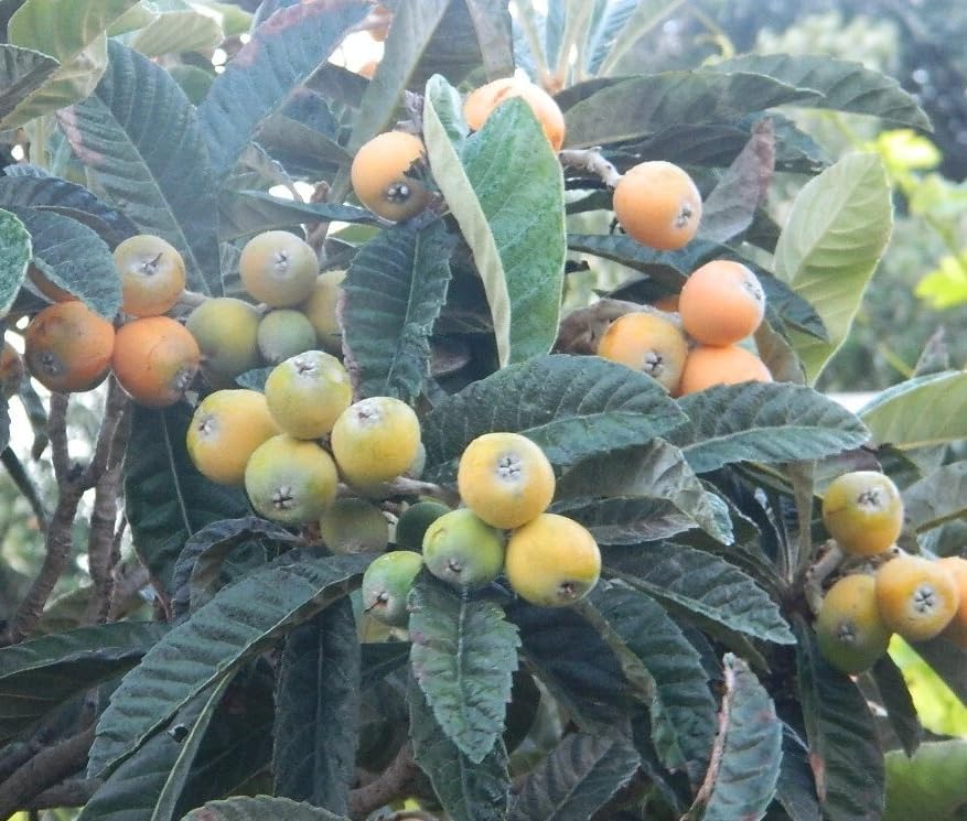 Yellow Loquat Plant 5-12 Inch Tall 4 Inch Pot, Sweet Loquat Fruit Tree Golden Plum Tree Ornamental Trees, No Ship CA - Image 5