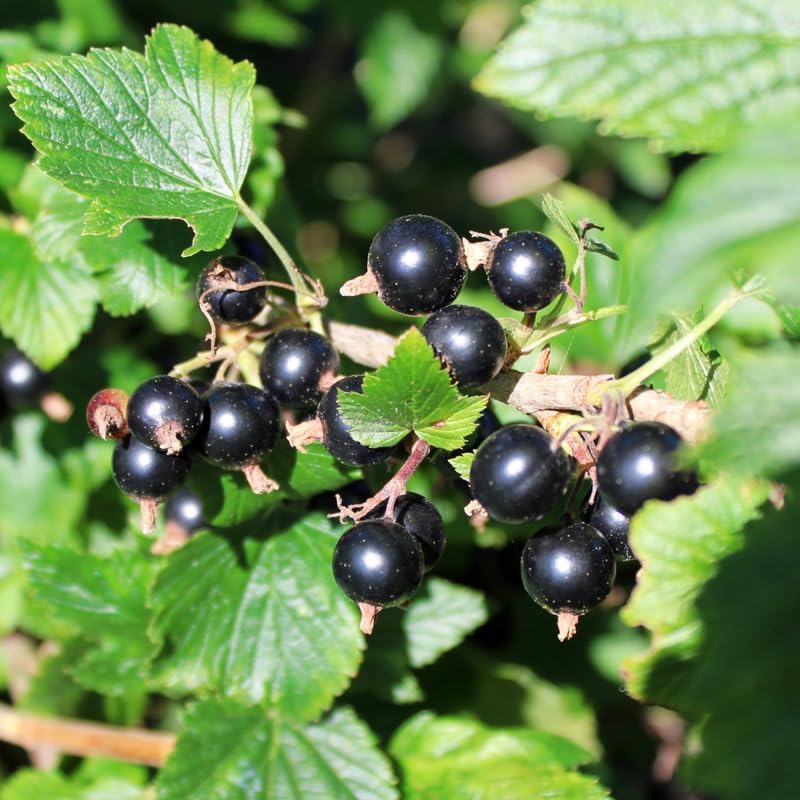 Consort Black Currant Bush Live Plant, 5-9 Inch Tall, Cold Hardy Fruit - Image 2