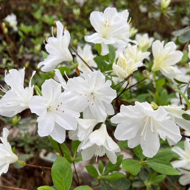 White Azalea Plant in 4" Pot, 8-10" Tall, Azalea Bush Rhododendron - Image 4