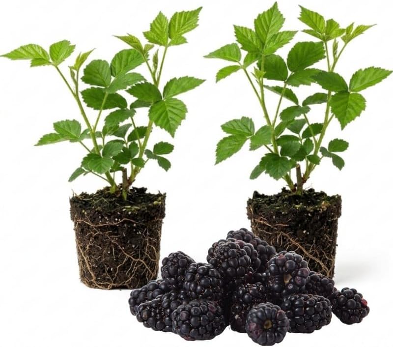 2 Triple Crown BlackBerry Plants Live, Fruit Berry Bush, 4-7 Inch Tall by Unknown