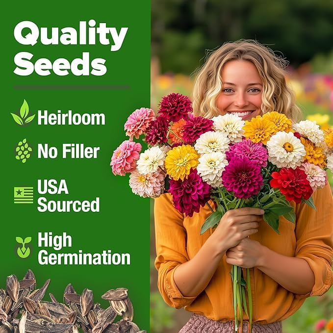 HOME GROWN Zinnia Dahlia Seeds, 1048 Seeds, Zinnia elegans - Image 2