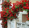100+ Red Climbing Rose Seeds Ornamental Rosa Bush Vine Climber Long-Blooming by seedsofstrength