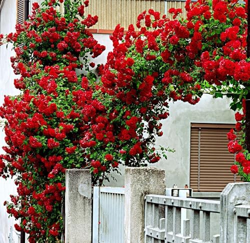 100+ Red Climbing Rose Seeds Ornamental Rosa Bush Vine Climber Long-Blooming by seedsofstrength