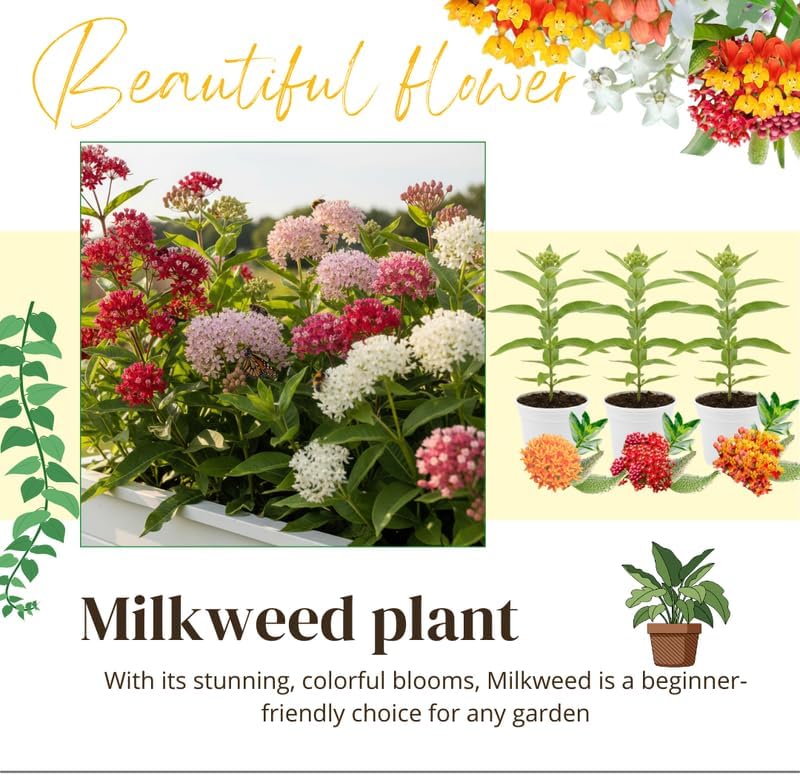 2 Mixed Milkweed Asclepias Live Plants, Flowering Plant, 4-7 Inch Tall - Image 3
