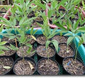 Live Pigeon Pea Plants, 5 Pack, Heirloom Vegetable Seedlings for Garden, Cajanus Cajan by Unknown
