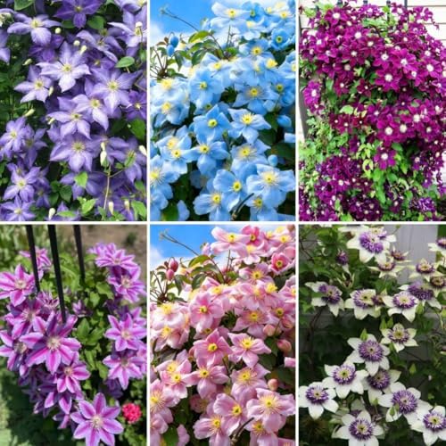 Clematis Seeds, 200 Count, Non-GMO Perennial Climbing Flower Vine for Garden - Image 5