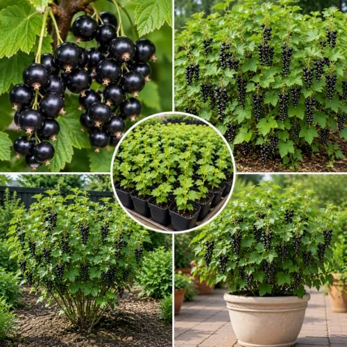 Black Currant Live Plant, Home Garden Berry Bush, 6-12 Inch Tall - Image 5