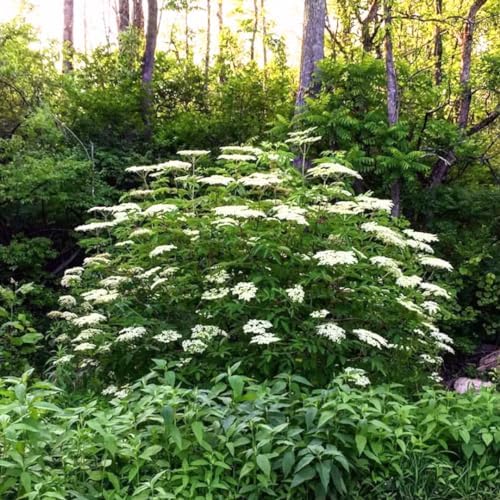 American Elderberry Live Plant, Edible Berry Bush Plant, 6-12 Inches Tall - Image 2