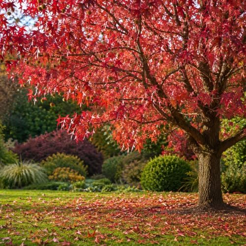 American Sweetgum Tree Live Plant | 1 Quart Container | Cold-Hardy North American Native | Well-Rooted Ornamental Garden Tree - Image 2