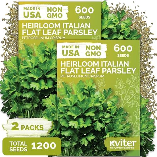 1,200 Flat Leaf Italian Parsley Heirloom Herb Seeds, Petroselinum Crispum by KVITER