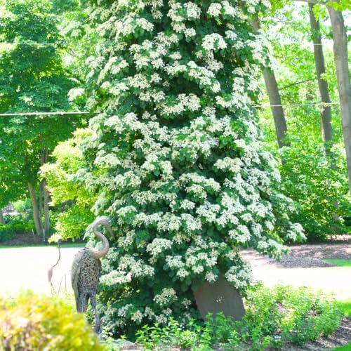 Rare Assorted Color Hydrangea Plant Live, Garden Bush, 5-9 Inch Tall - Image 3