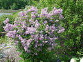Live Plant from Green Promise Farms - Dwarf Korean Lilac, Syringa meyeri Palibin, Purple Flowers, #3 Gallon Size Container This Plant Does NOT Ship to AZ, CA, HI, ID, MT, NV, OR, PR, UT & WA!! by GreenPromiseFarms