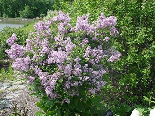 Live Plant from Green Promise Farms - Dwarf Korean Lilac, Syringa meyeri Palibin, Purple Flowers, #3 Gallon Size Container This Plant Does NOT Ship to AZ, CA, HI, ID, MT, NV, OR, PR, UT & WA!! by GreenPromiseFarms