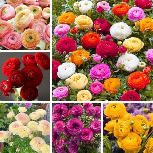 Mixed Ranunculus Bulbs for Planting, 6PCS Ranunculus Buttercups Bulbs, Rare Perennial Bulbs for Vibrant Garden Blooms, Borders Outdoor Heirloom Non-GMO by Unknown