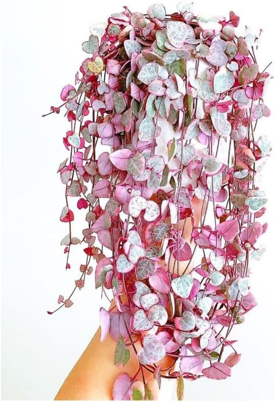 Ceropegia Woodii Variegated String of Hearts Live Plant, Rare Houseplant - Image 2