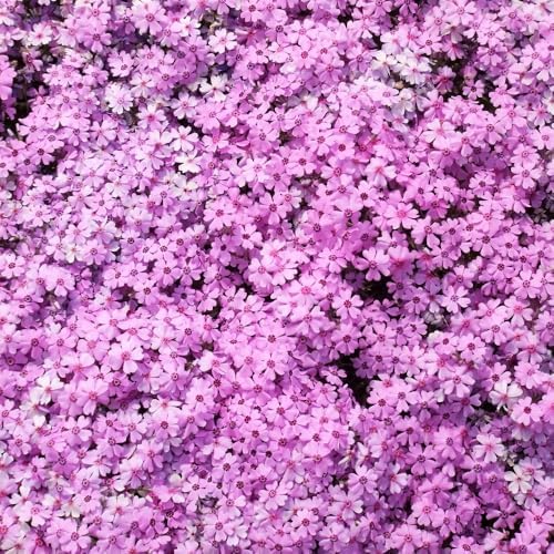 2 Pink Creeping Phlox Live Plants, Perennial Flower Plant, 4-7 Inch Tall - Image 6