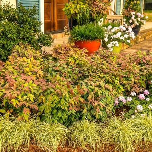 Southern Living 2 Gal. Blush Pink Nandina Shrub - Image 4