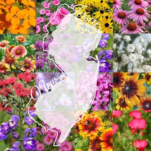 New Jersey Bulk Wildflower Seed Mix 1lb Covers 2,000sq-ft - Attract Pollinators, Multi-Color Perennial and Annual Non-GMO Blooms - Northeast US Species Plant in Spring/Fall (1 Pound) by PaperStreetPerennials