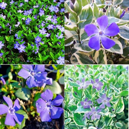 36 Mixed Vinca Plants Live, Bloom Plant, 6 Inch Tall by AKTRD