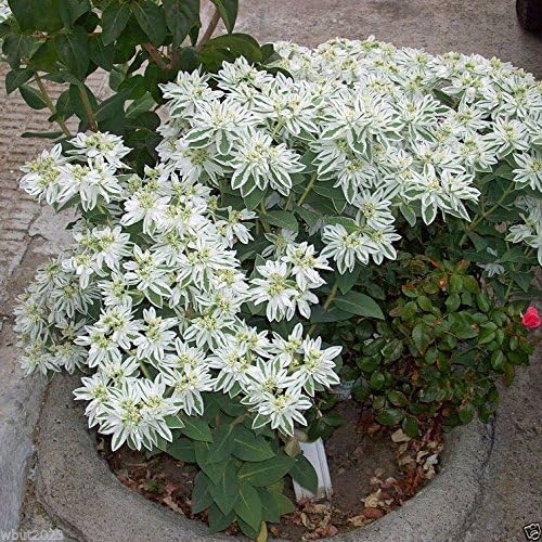 SNOW ON THE MOUNTAIN Flowers Seeds,Euphorbia Marginata,Drought resistant !(100 Seeds) - Image 3