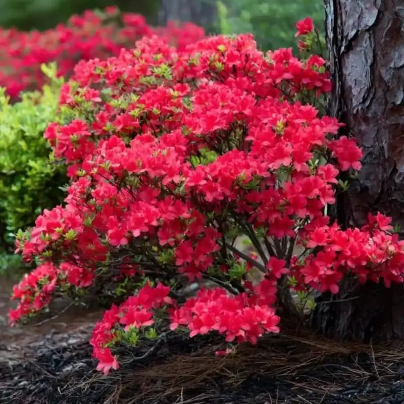 Red Azalea Plant in 4" Pot, 8-10" Tall, Azalea Bush Rhododendron - Image 4