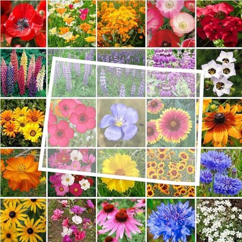 Eden Brothers Colorado Wildflower Mixed Seeds for Planting, 1 oz by EdenBrothers