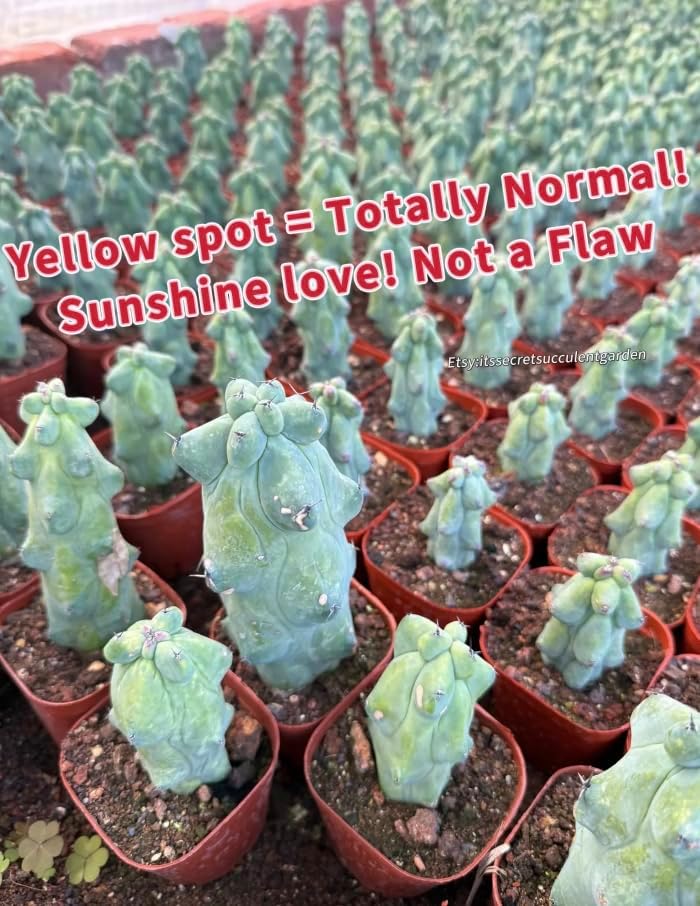 Live Boobie Cactus Plant 5~6 inches Tall (Myrtillocactus geometrizans ‘Fukurokuryuzinboku’) – Rare Collector Plant/Bare Root - Image 4