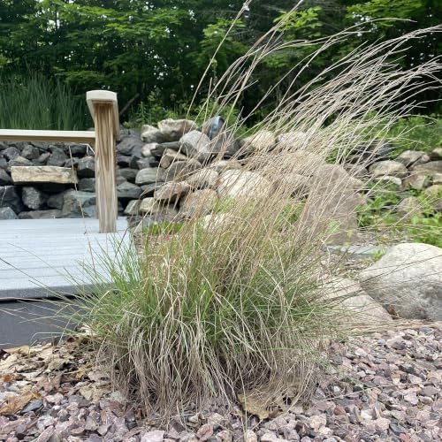 Outsidepride Perennial Little Bluestem Grass Seed - 5 lbs. Warm Season, Drought Resistant, Long-Lived Native Prairie Grass Seed, Ideal for Erosion Control, Ornamental Landscaping & Wildlife Gardens - Image 2