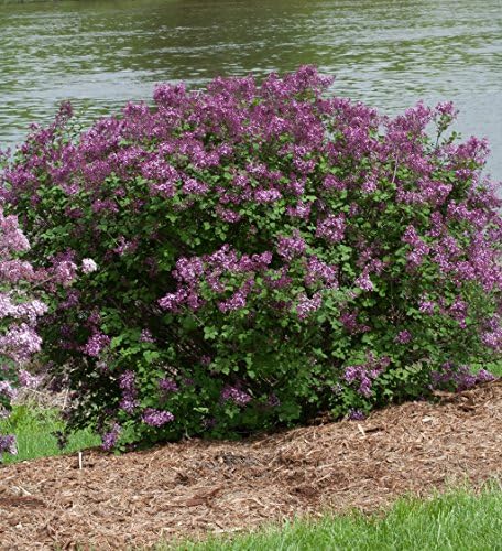 Proven Winners - Syringa x Bloomerang Dark Purple (Reblooming Lilac) Shrub, dark purple flowers, #2 - Size Container - Image 3