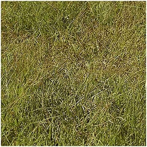 1 Lb Buffalo Grass Native Grass Seeds - Gold Vault - Image 3