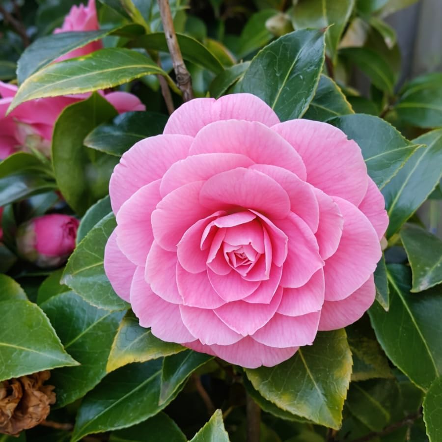 Camellia Live Plants Pink Tea Flowers Shrub Camellia Japonica Tree Fragrant Flower Woody Shrub 4" Pot - Image 5