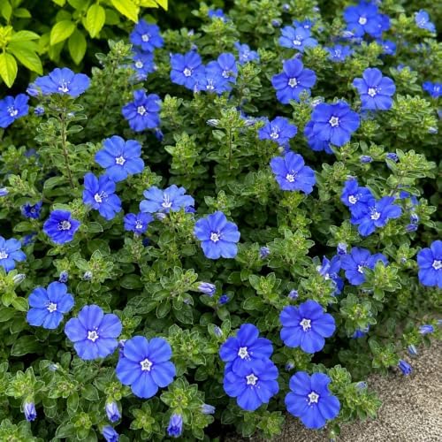 3 Blue Daze Evolvulus Plants Live, Blue Flowering Ground Cover, 4-6" Height - Image 5