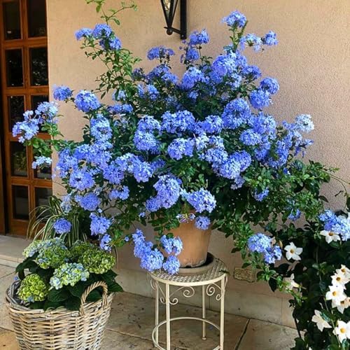 2 Blue Plumbago Live Plants, 4-8'' Tall Blue Plumbago Plant Vine Shrub - Image 4