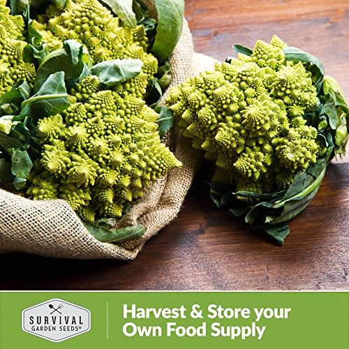 Romanesco Broccoli Seeds for Planting - Survival Garden Seeds (2 Packs) - Image 5