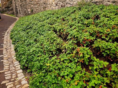 Greenwood Nursery: Live Ground-Cover Plants - Pachysandra Terminalis + Japanese Spurge - [Qty: 10x Pint Pots] - (Click for Other Available Plants/Quantities) - Image 2