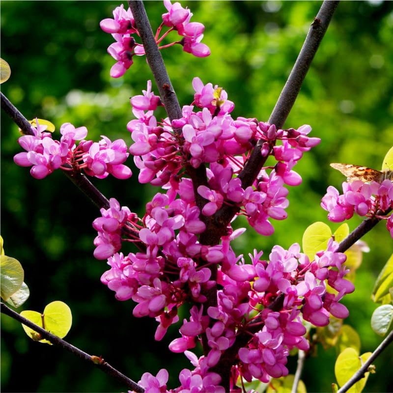 Purple Redbud Live Plant, Ornamental Tree, 2-3 Ft Tall - Image 6