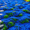 5200+ Mix Creeping Thyme Seeds for Planting - Drought-Tolerant, Perennial Ground Cover, Attracts Pollinators, Low-Maintenance by Unknown