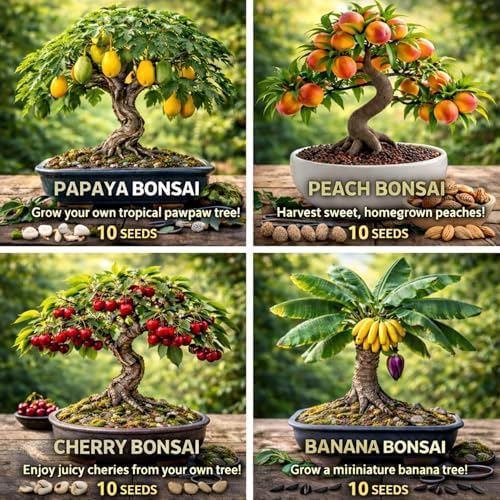 Bonsai Fruit Tree Seeds Bundle, 4 Pack – 10 Papaya, 10 Peach, 10 Cherry, 10 Banana – Grow Miniature Fruit Trees – Exotic Indoor & Outdoor Bonsai Plant Kit – Garden Starter Seed Pack - Image 2