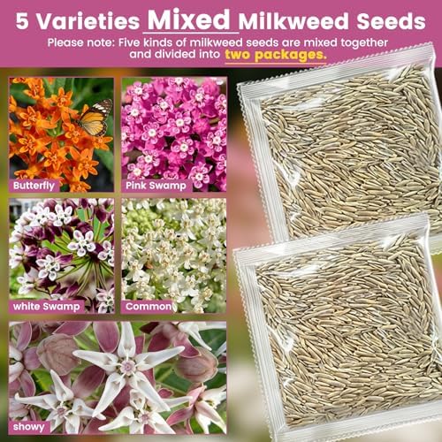 Milkweed Seeds Mix for Monarch Butterflies - Fruivity 5 Varieties Mixed Perennial Wildflower Milkweed Seeds Butterfly, Common, Showy, Pink Swamp & White Swamp - Flower Seeds for Garden - Image 2