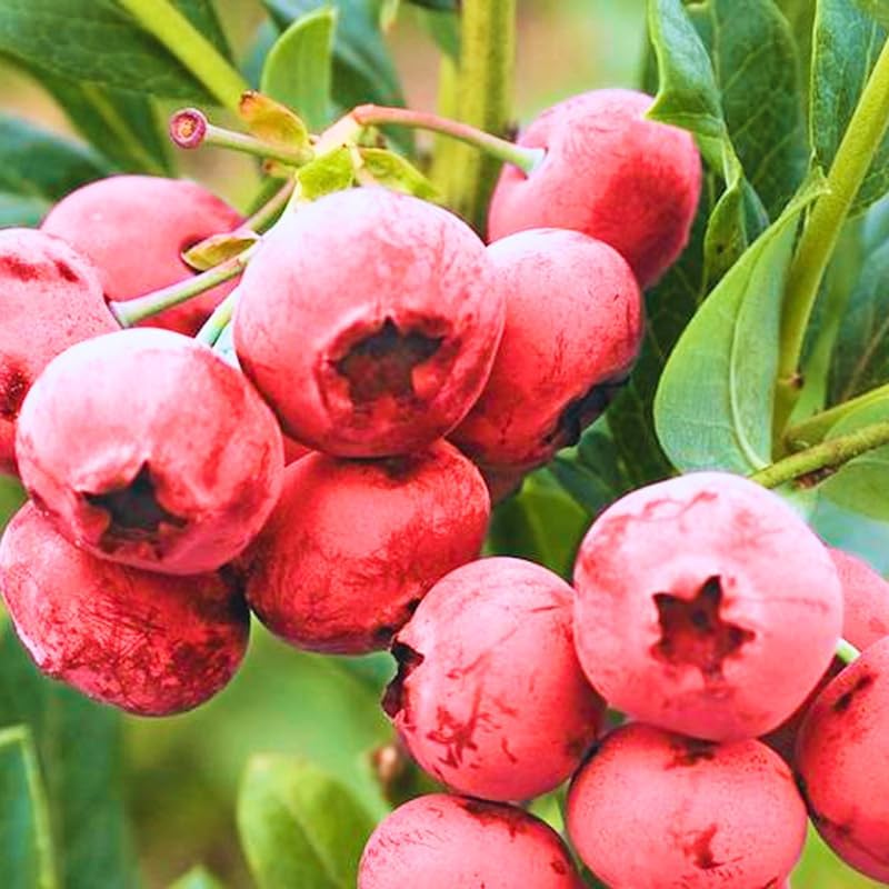 2 Pink Lemonade Blueberry Plants Live, Sweet Berry Shrub, 5-12" Tall - Image 3
