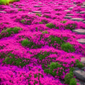 20000pcs Creeping Thyme Seeds for Planting Perennial Ground Cover Plants Heirloom Flowers Non-GMO Thymus Serpyllum Seed by BuggyBeds