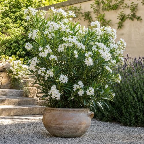 Oleander Colonial White Nerium | 3 Live Plants | Fragrant Blooms, Evergreen Shrub, Drought Tolerant, Heat Tolerant, Fast Growing, Summer Flowers, Low Maintenance, Outdoor Garden - Image 4