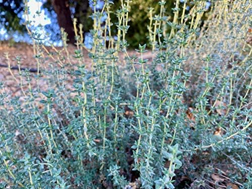 Organic English Thyme Seeds for Planting: 300 Count - Image 2