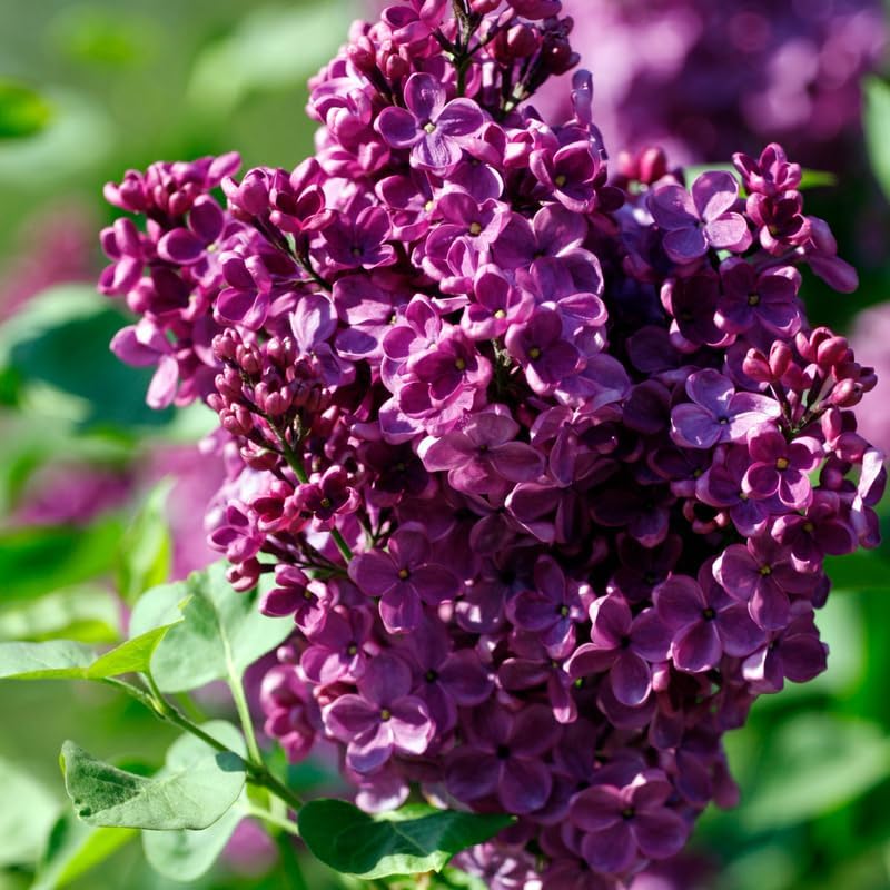Purple Lilac Bushes Live Plant in Pot, 4-5 Inch Tall Fast Growing Lilac Plants Live, Fragrant Flowering Shrubs, Perfect for Gardens & Landscaping - Image 4