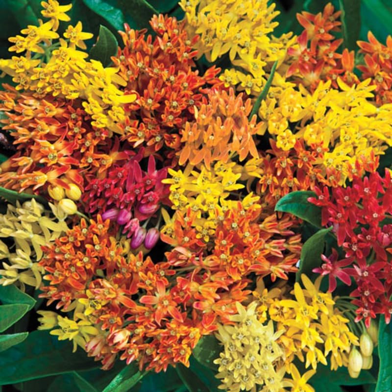 2 Mixed Butterfly Milkweed Plants Live, Native Flower Plant, 4-9 Inch Tall - Image 6