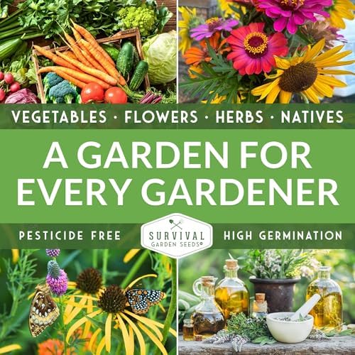 Anaheim Chili Pepper Seeds for Planting - 3 Packs - Image 6